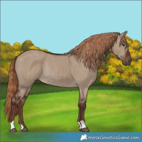 Horse Color:Liver Red Dun Rabicano
