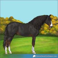 Horse Color:Liver Chestnut
