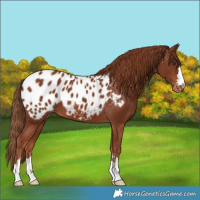 Horse Color:Chestnut Appaloosa