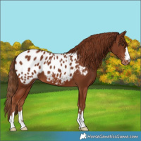 Horse Color:Chestnut Appaloosa