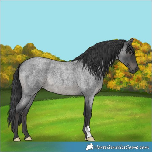 Horse Color:Blue Roan Rabicano 