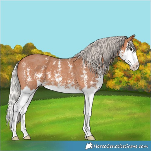 Horse Color:Silver Bay Sabino Splash