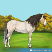 Horse Color:Buckskin Roan Sabino Splash Rabicano 
