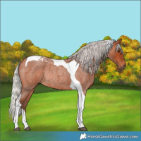 Horse Color:Silver Bay Roan Tobiano Rabicano