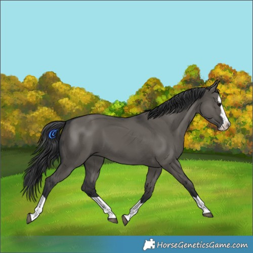 Horse Color:Grullo Splash 