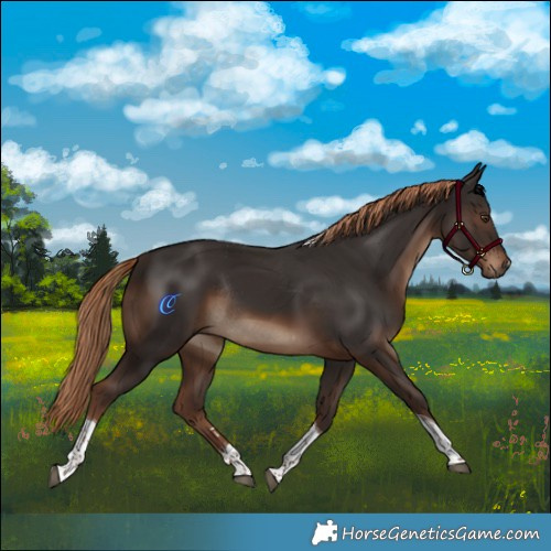 Horse Color:Liver Chestnut Tobiano Rabicano 