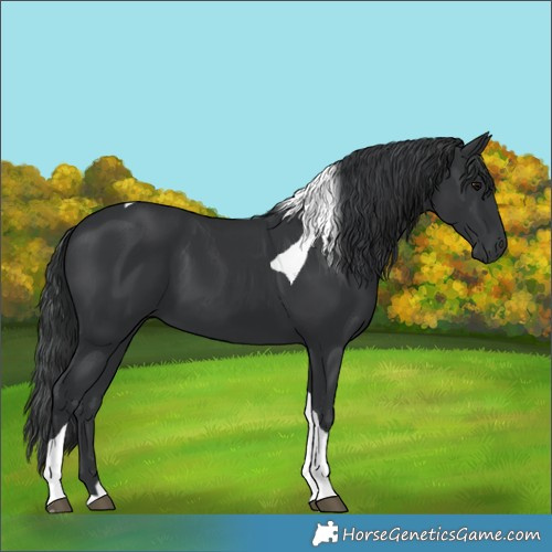 Horse Color:Black Tobiano 