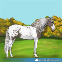 Horse Color:Silver Black Splash Tobiano Frame Appaloosa Rabicano