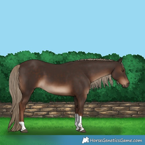 Horse Color:Liver Chestnut Tobiano Rabicano 
