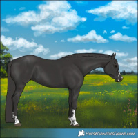 Horse Color:Black  and Smoky Black 