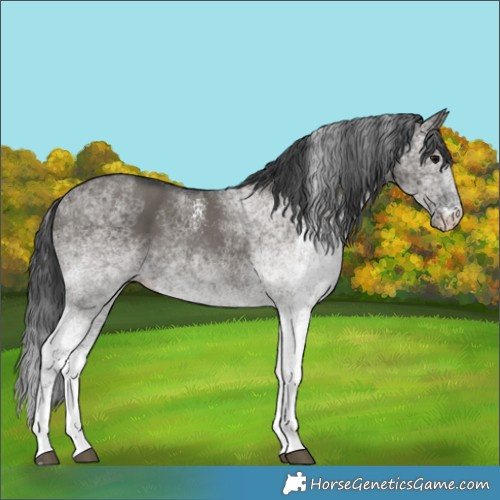 Horse Color:White Spotted Grullo