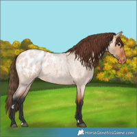 Horse Color:Bay Roan Dun Appaloosa 