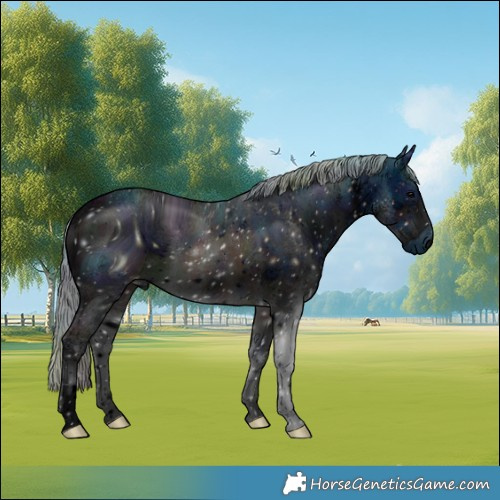 Horse Color:ERROR: UNKNOWN ANOMALY