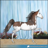 Horse Color:Bay Splash Appaloosa 