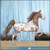 Horse Color:Chestnut Sabino Splash Appaloosa 