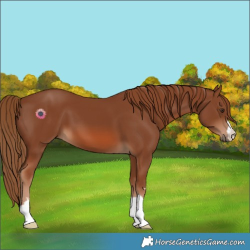 Horse Color:Chestnut 