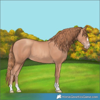 Horse Color:Gold Champagne 