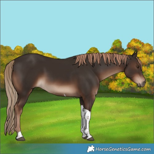 Horse Color:Liver Chestnut Tobiano Rabicano 