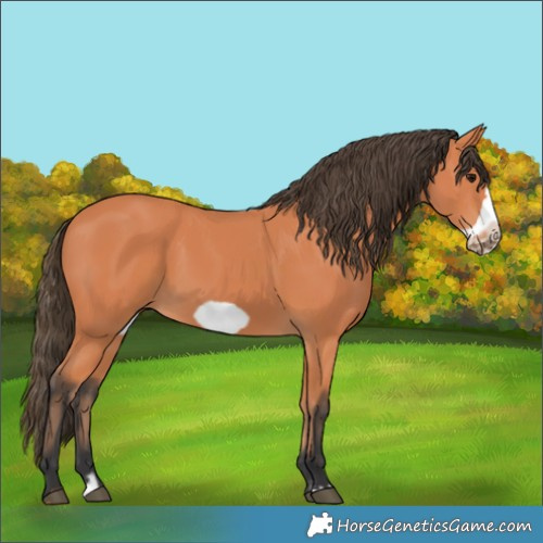 Horse Color:Bay Frame 