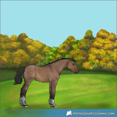 Horse Color:Liver Red Dun Tobiano Rabicano Brindle 