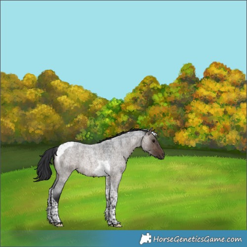 Horse Color:Brown Roan Dun Tobiano Rabicano Brindle 