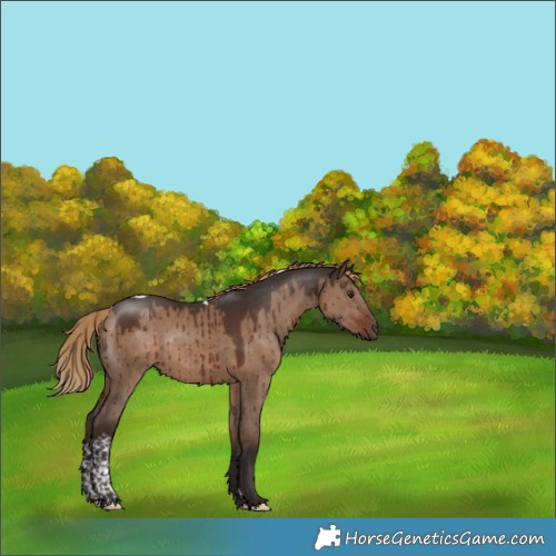Horse Color:Liver Red Dun Tobiano Rabicano Brindle 