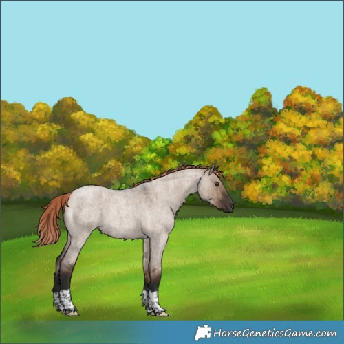 Horse Color:Liver Red Dun Roan Tobiano Rabicano Brindle