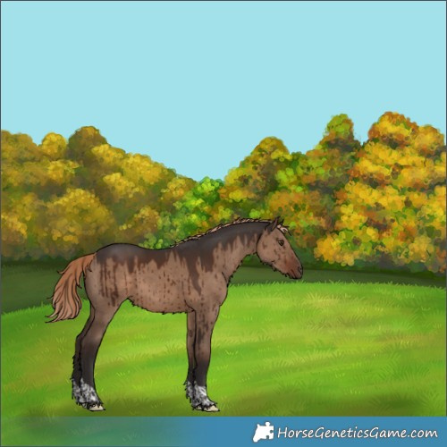 Horse Color:Liver Red Dun Tobiano Rabicano Brindle 