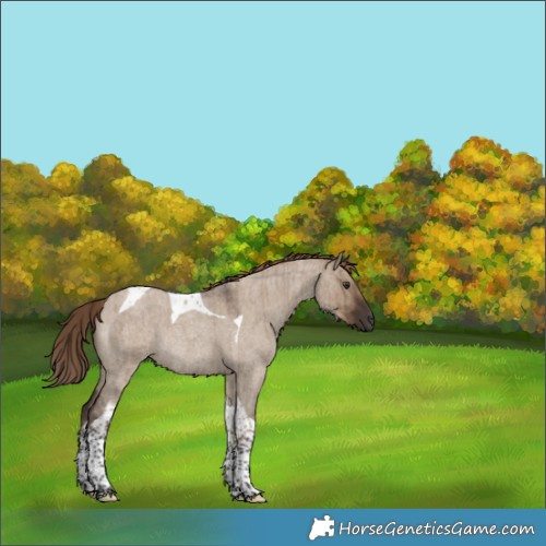 Horse Color:Liver Red Dun Roan Tobiano Rabicano Brindle 