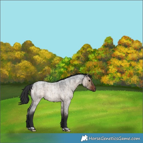 Horse Color:Brown Roan Dun Rabicano Brindle 