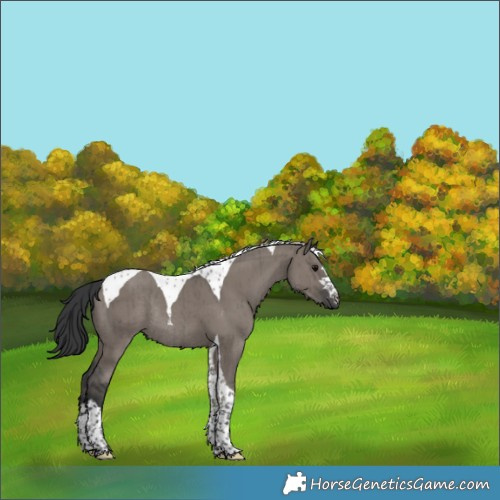 Horse Color:Grullo Tobiano Rabicano Brindle 