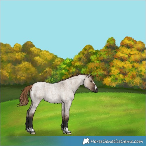 Horse Color:Liver Red Dun Roan Rabicano Brindle 