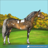 Horse Color:White Spotted Silver Buckskin Tobiano
