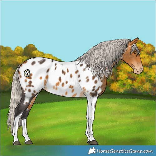 Horse Color:Silver Buckskin Tobiano Appaloosa