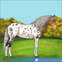 Horse Color:Silver Buckskin Tobiano Near Leopard 