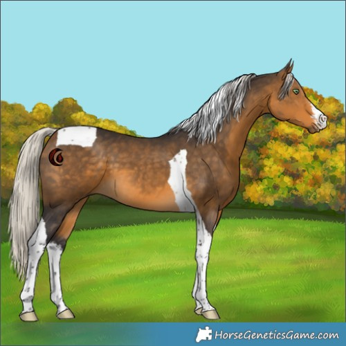Horse Color:White Spotted Silver Buckskin Tobiano