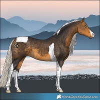 Horse Color:White Spotted Silver Buckskin Tobiano