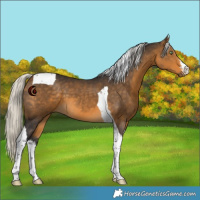 Horse Color:White Spotted Silver Buckskin Tobiano 