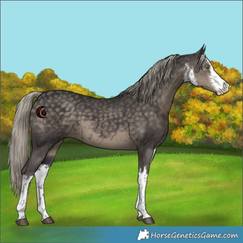 Horse Color:White Spotted Silver Smoky Black