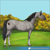 Horse Color:White Spotted Grullo Roan 