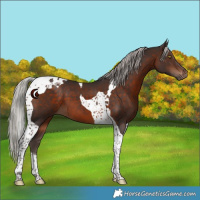 Horse Color:Silver Brown Tobiano