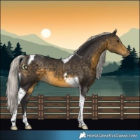 Horse Color:Silver Buckskin Tobiano 