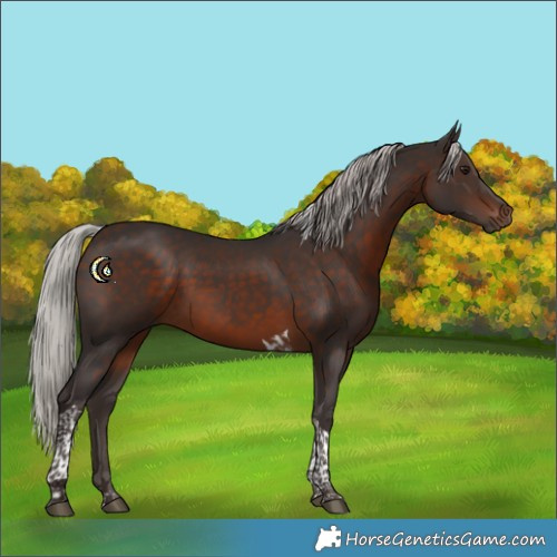 Horse Color:Silver Brown Tobiano