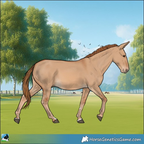 Horse Color:Red Dun 