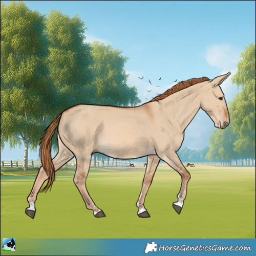 Horse Color:Red Dun 