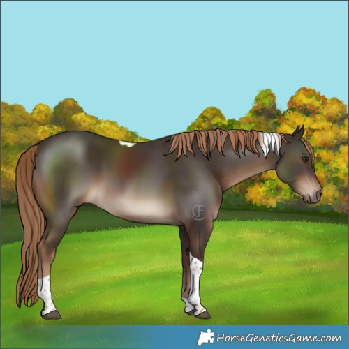Horse Color:Liver Chestnut Tobiano Rabicano 