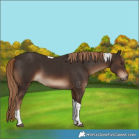 Horse Color:Liver Chestnut Tobiano Rabicano 