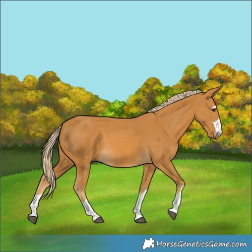 Horse Color:Palomino 