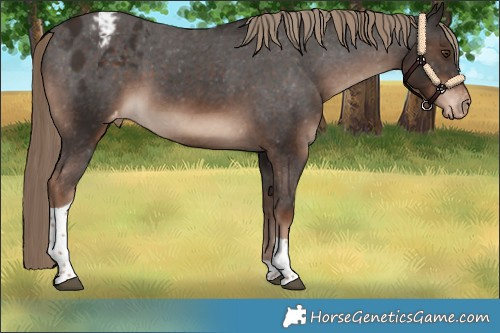 Horse Color:Liver Chestnut Tobiano Appaloosa Rabicano 