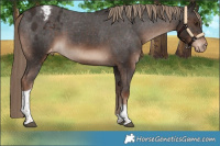 Horse Color:Liver Chestnut Tobiano Blanket Rabicano 